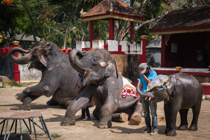 Illustration for article titled Un bebé elefante de un zoo en Tailandia muere días después de ser forzado a bailar para grupos de turistas